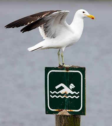 Kelp Gull perched on sign